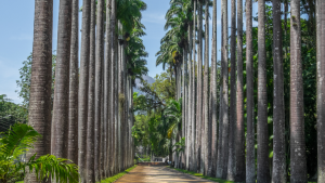 Tour Virtual Jardim Botânico